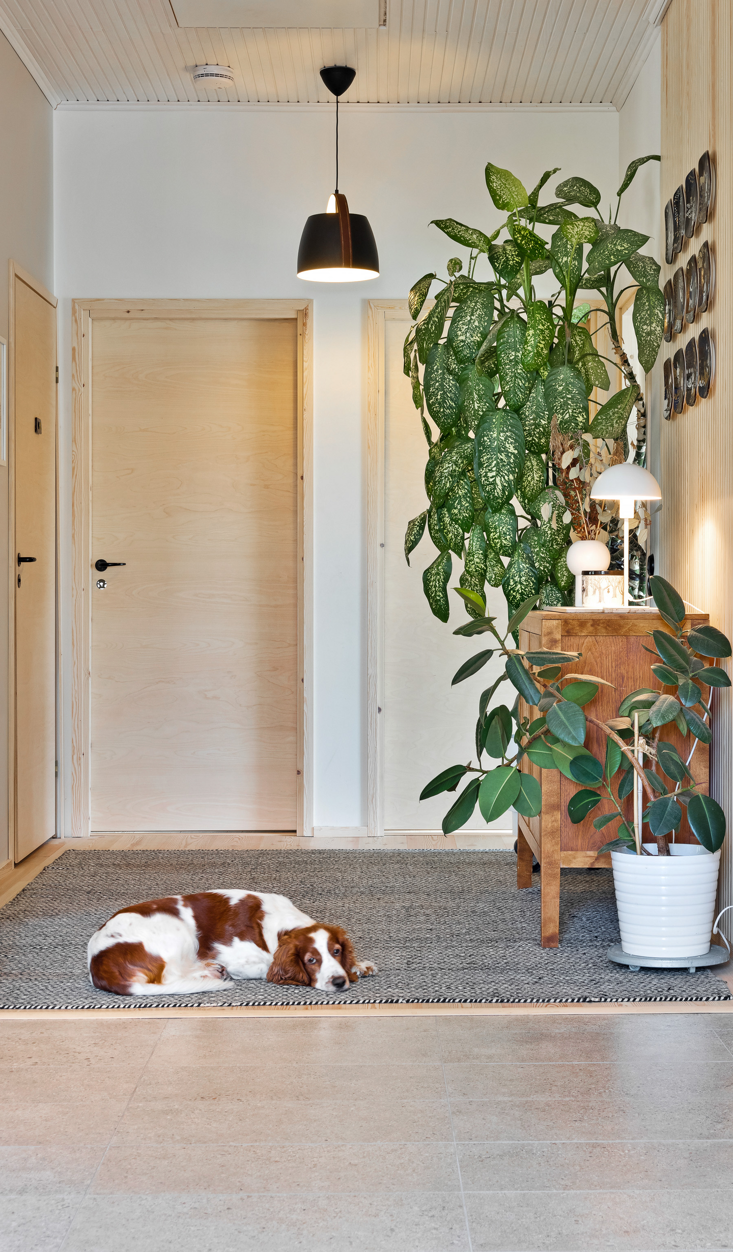 Riippuvalaisin Sessak Cali mattamusta