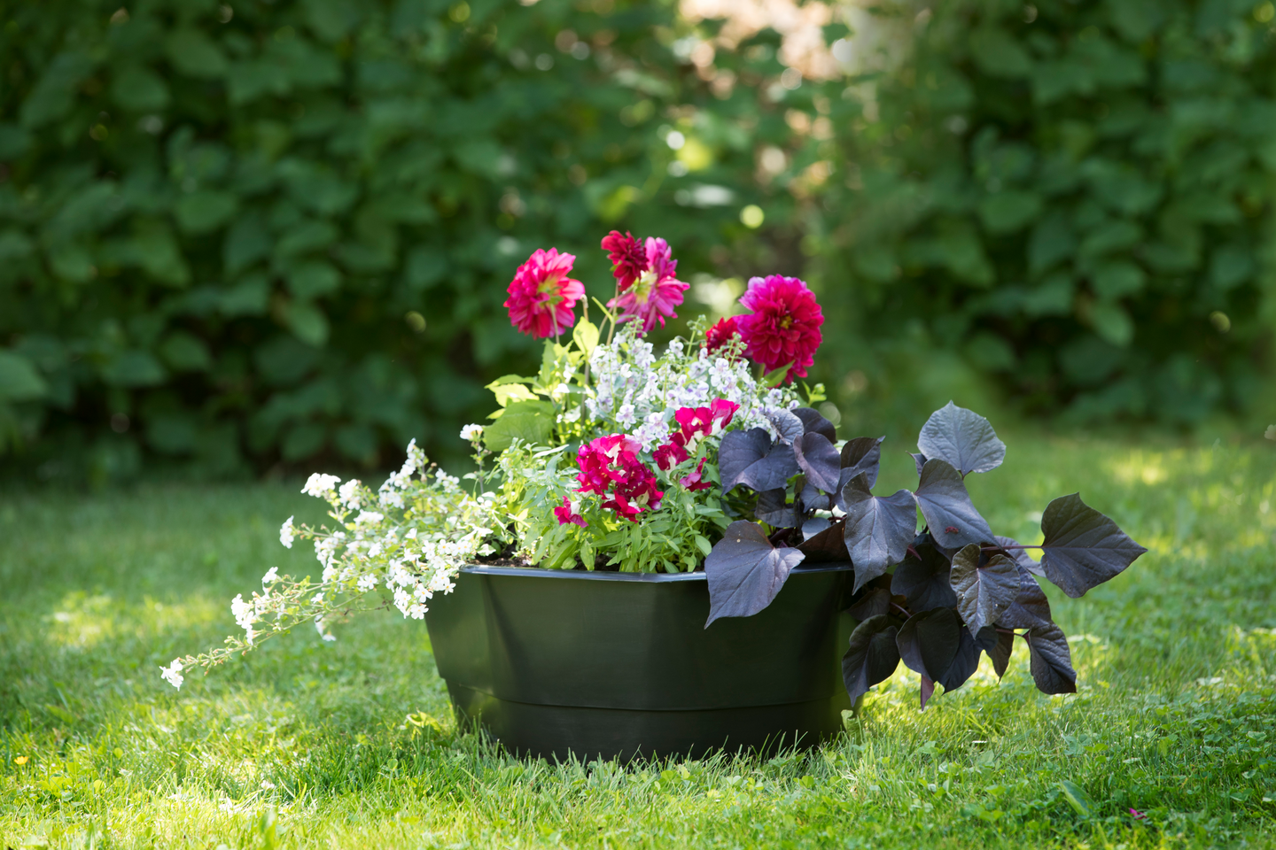 Kasvuallas Biolan kukanpesä