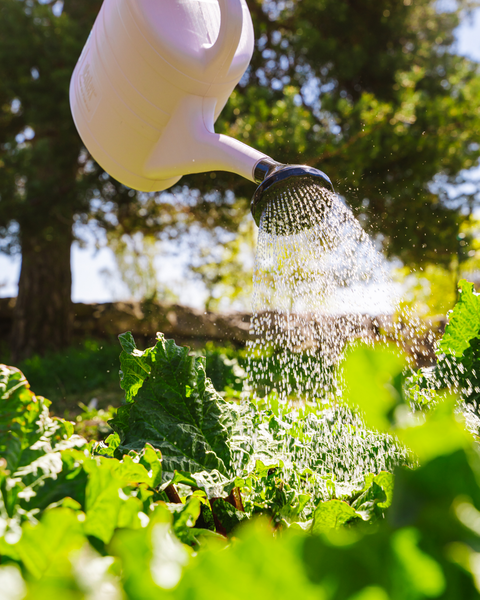 Puutarhakannu Plastex Eko 10l kierrätettyä muovia laventeli