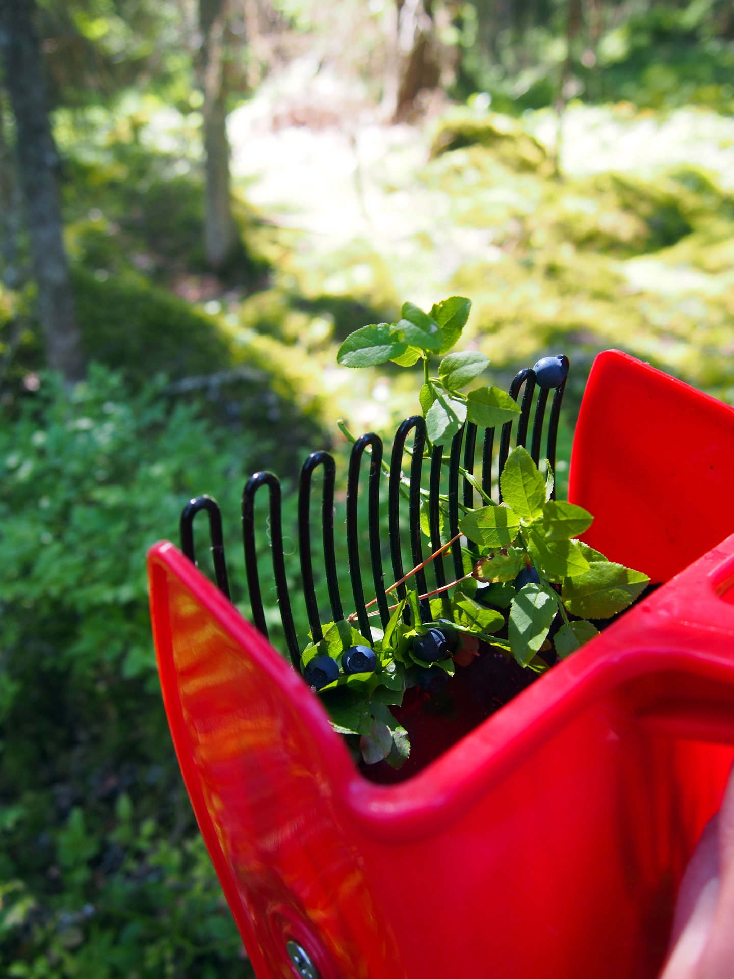 Marjanpoimuri Marjukka Basic