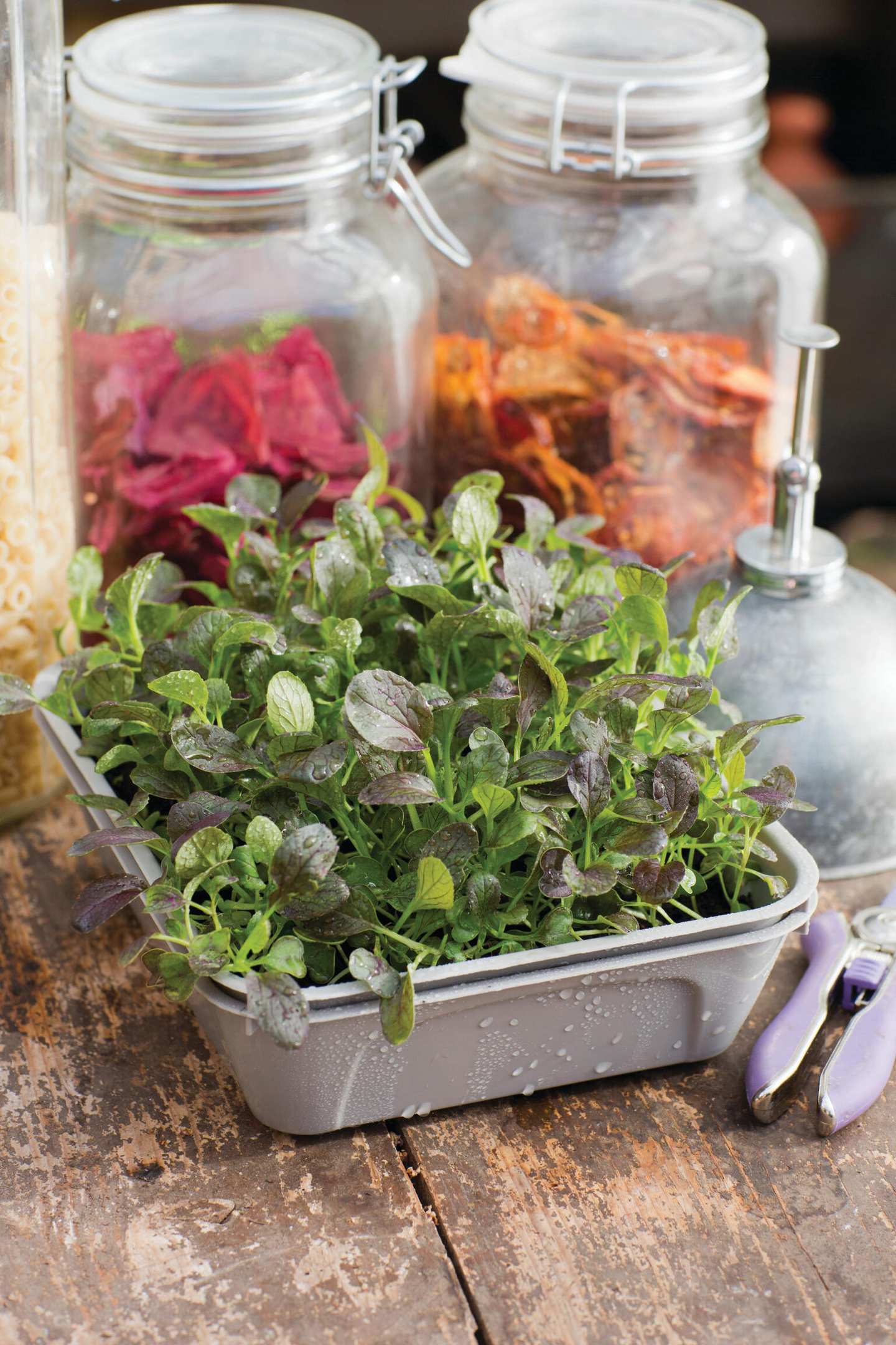 Kasvatuslaatikko Nelson Garden Micro Leaf 1-box