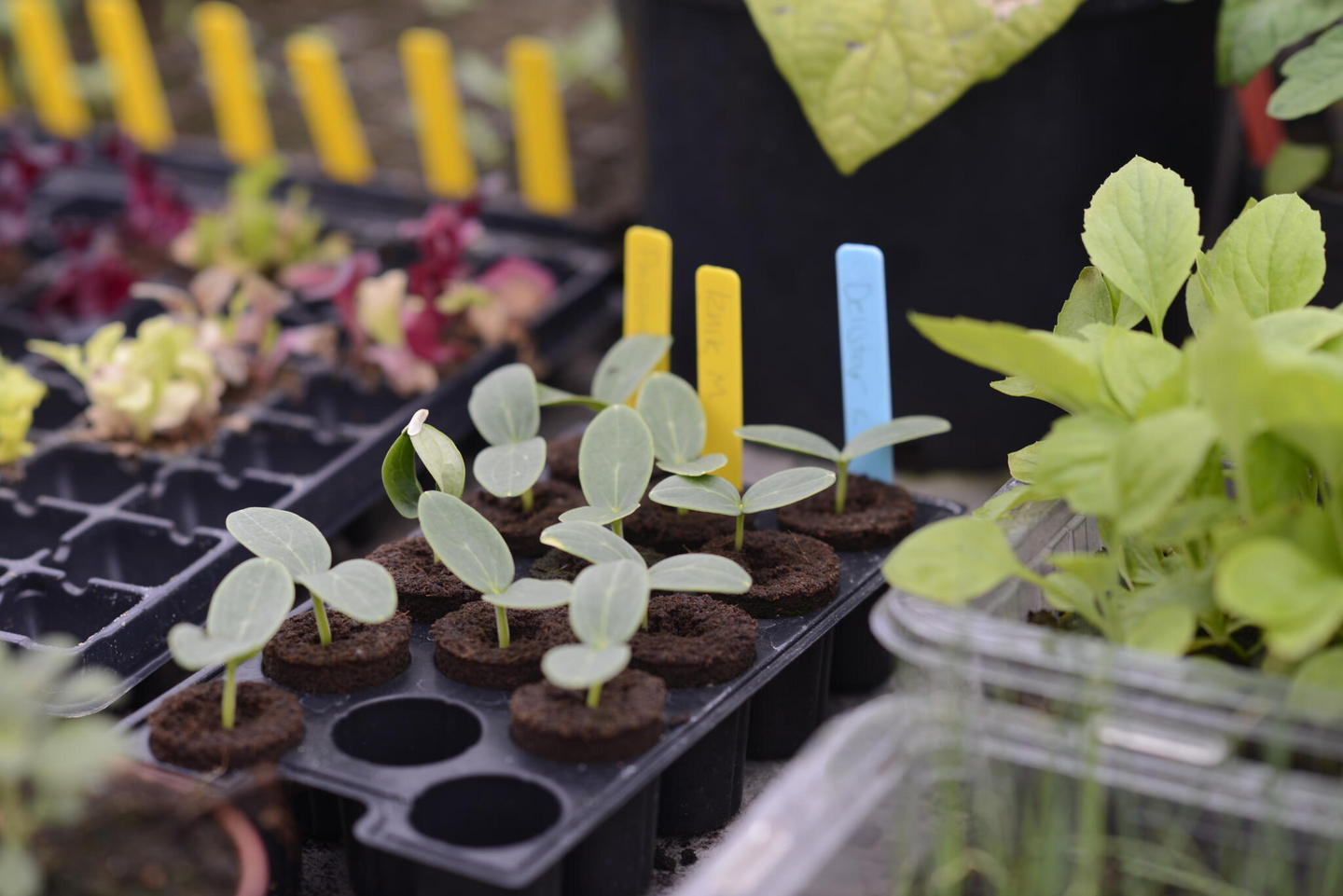 Nimikyltti Nelson Garden keltainen 10cm 40-pack