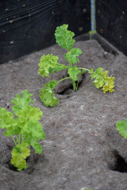 Suojamatto Villa 150x200cm