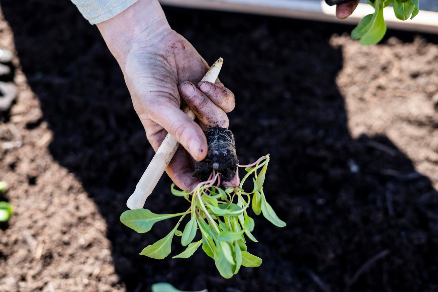 Työkalusetti Nelson Garden mini 3 työkalua