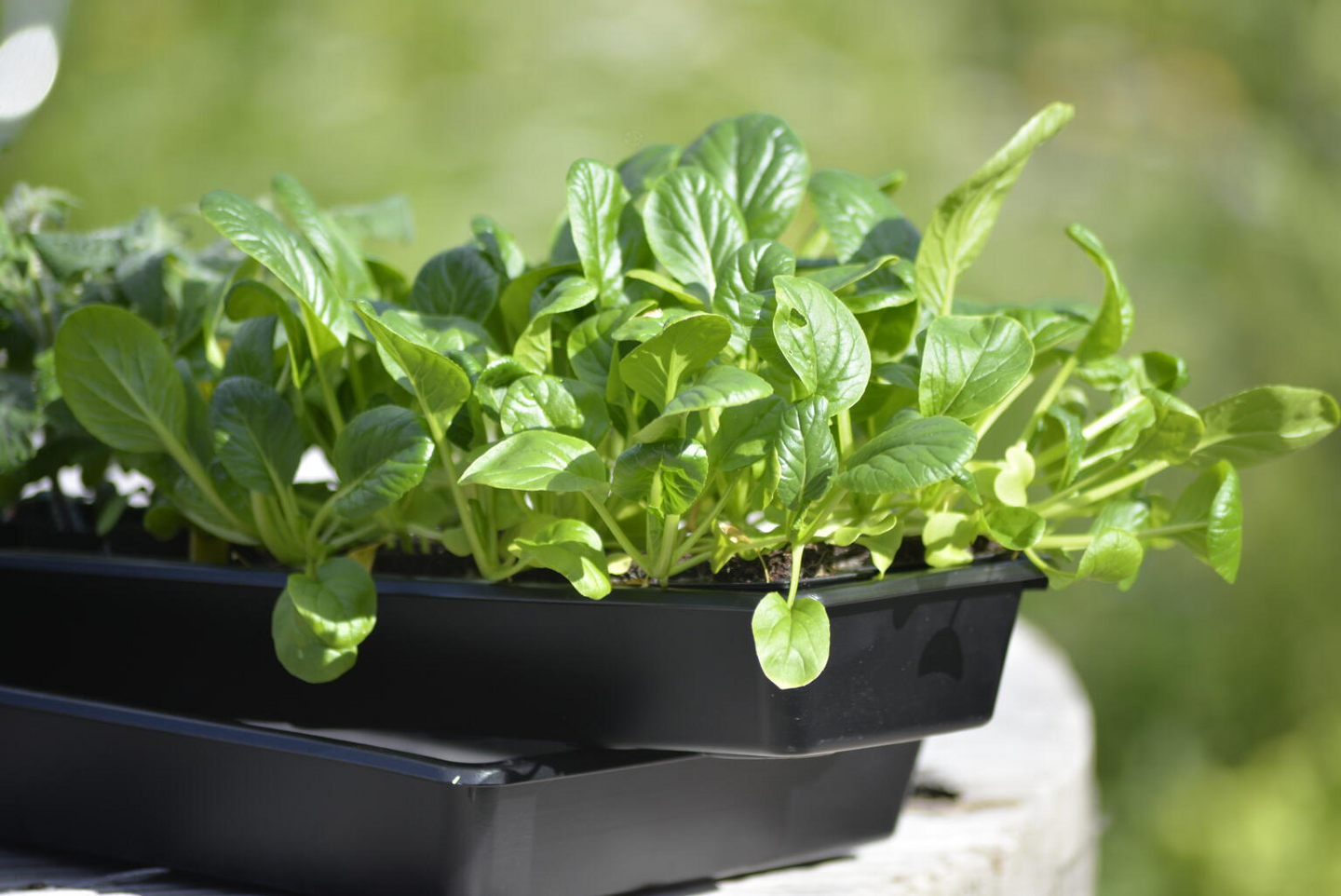 Taimikasvatuslaatikko Nelson Garden Solid 14x68cm