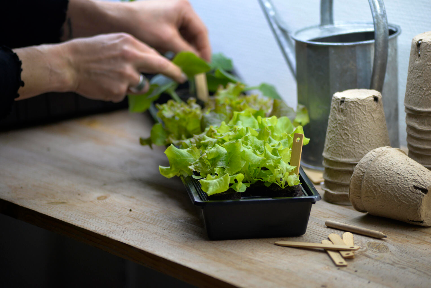 Taimikasvatuslaatikko Nelson Garden Solid 14x68cm