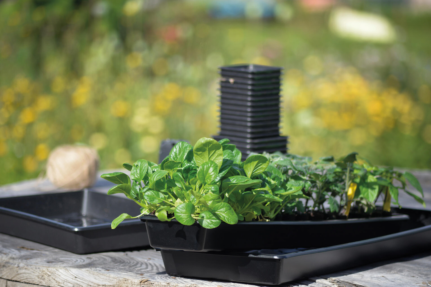 Taimikasvatuslaatikko Nelson Garden Solid 14x68cm