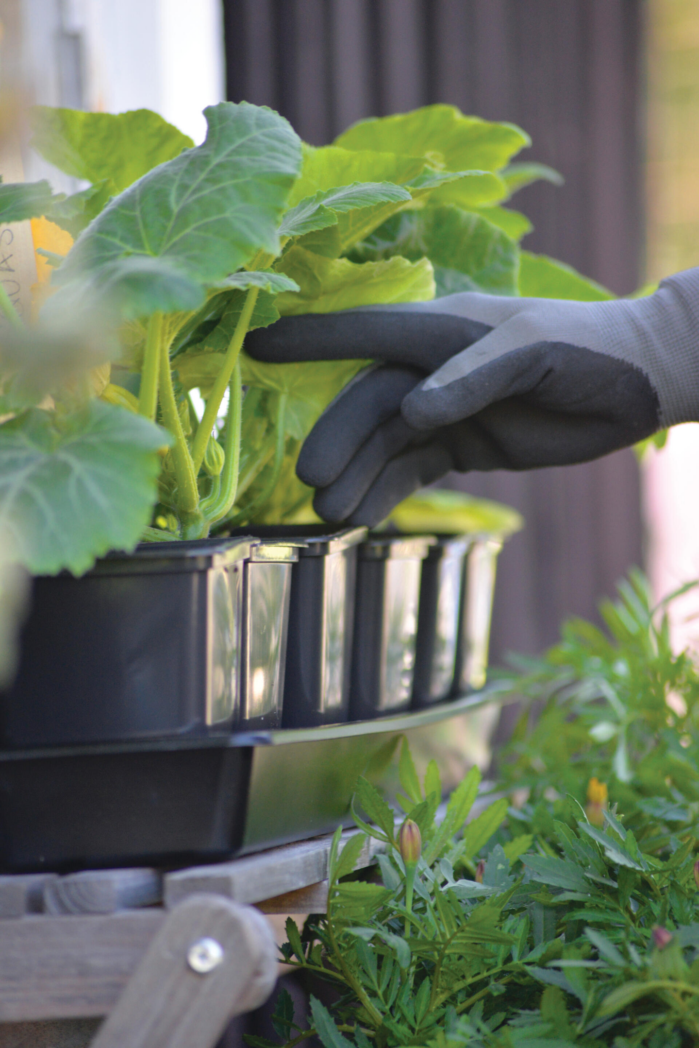 Taimikasvatuslaatikko Nelson Garden Solid 14x68cm