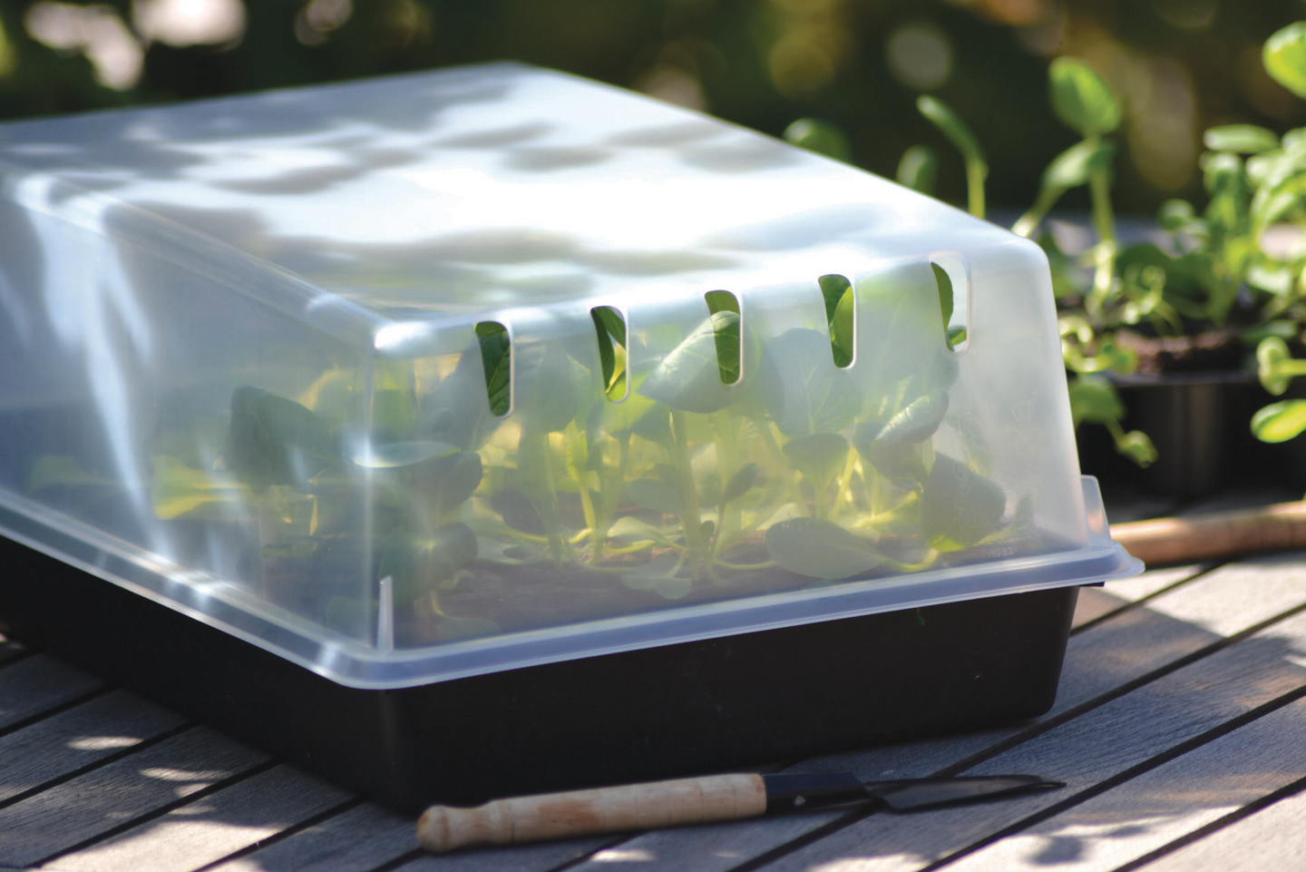 Kansi taimikasvatuslaatikko Solid 24cm x 38cm