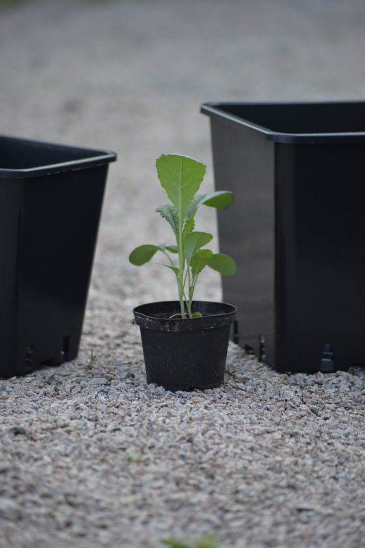 PLASTKRUKA NELSON GARDEN SVART Ø17CM 5ST HD