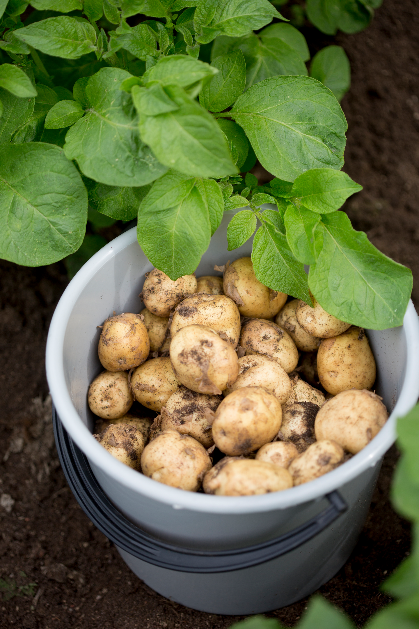 Perunalannoite Kekkilä Plus+ 20l