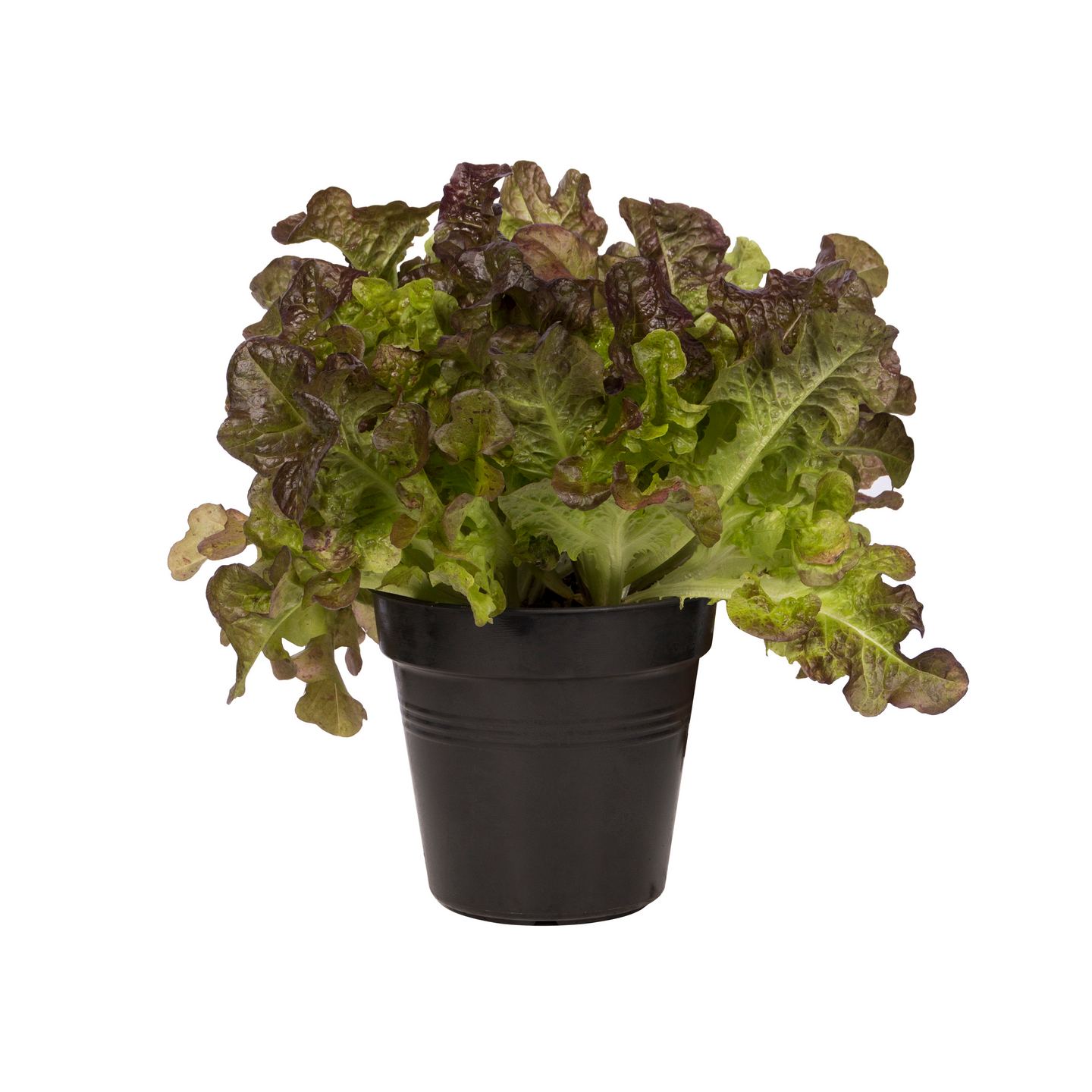 Kasvatusruukku Elho Green Basics 21cm musta