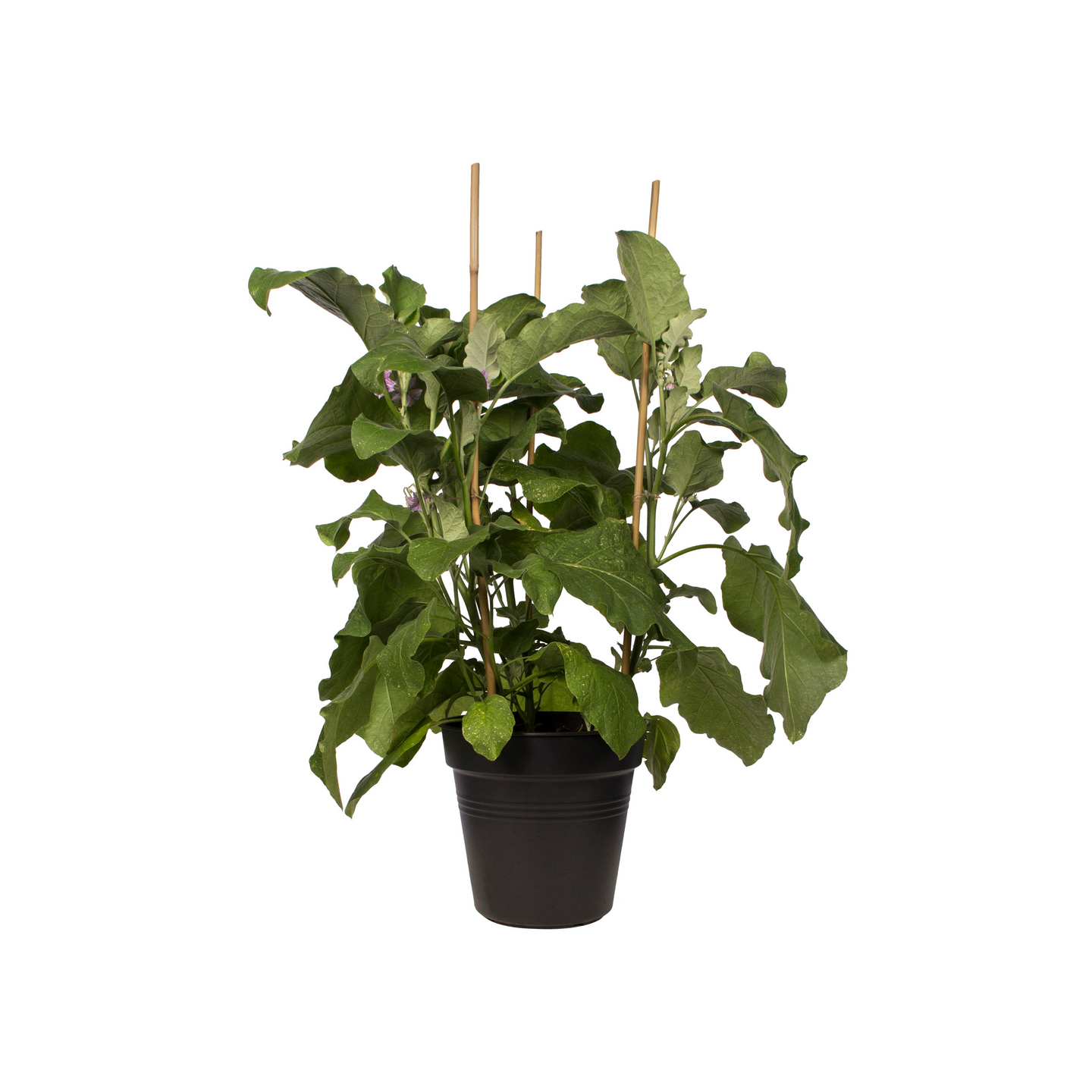 Kasvatusruukku Green Basics 35cm musta