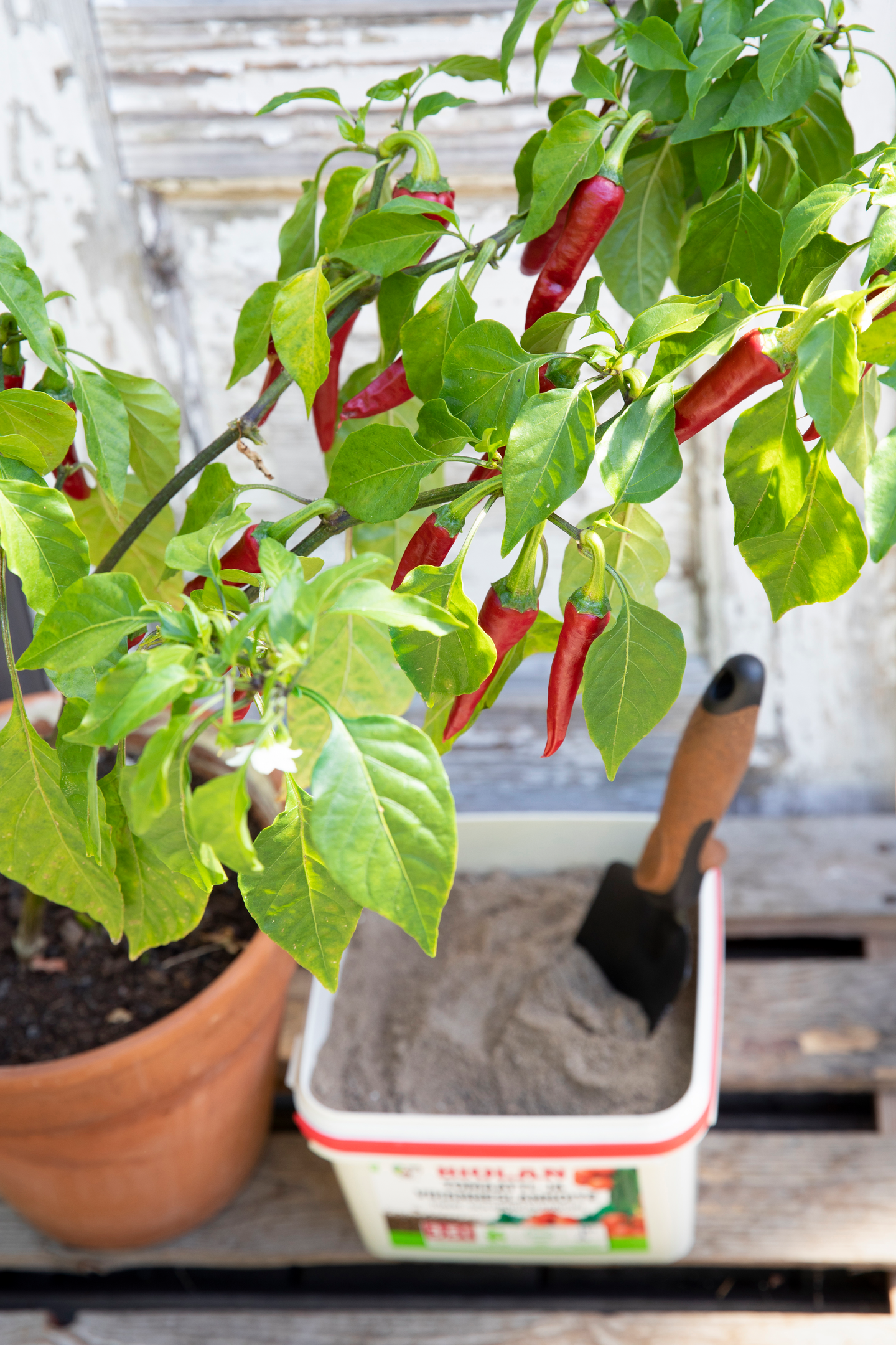 Tomaatti- ja vihanneslannoite Biolan 3,5l