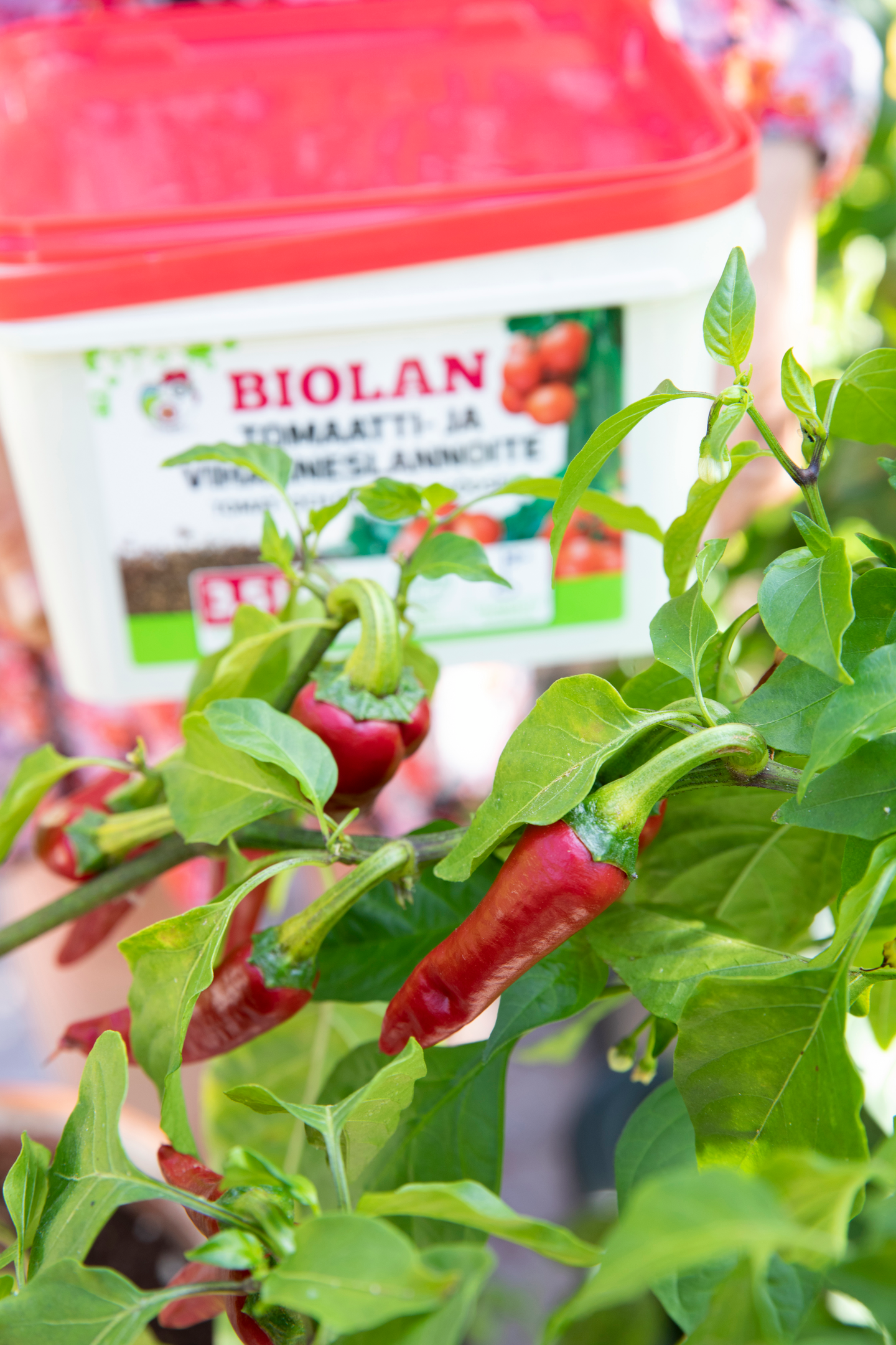 Tomaatti- ja vihanneslannoite Biolan 3,5l