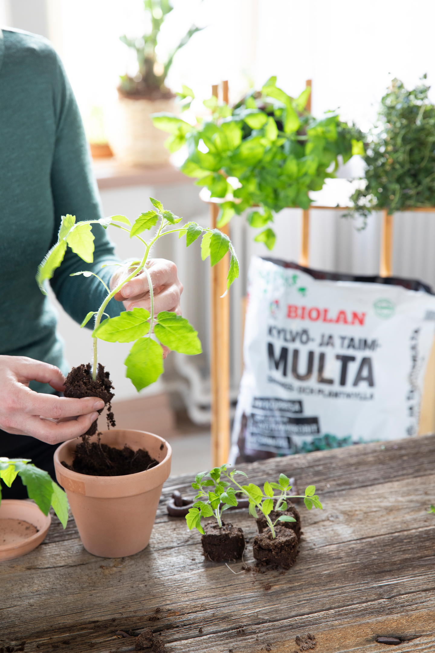 Kylvö- ja taimimulta Biolan 24l