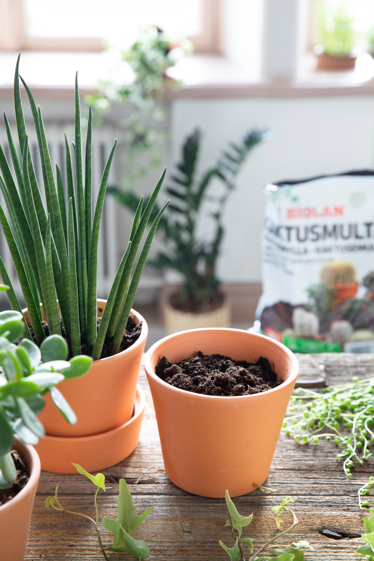 Kaktusmulta Biolan 5l