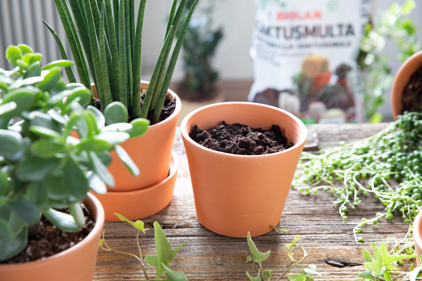 Kaktusmulta Biolan 5l