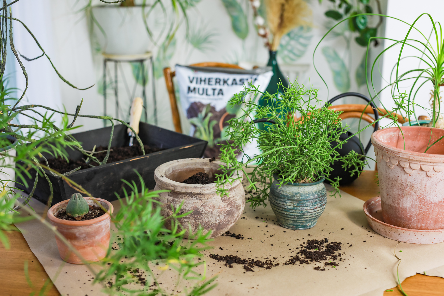 Viherkasvimulta Biolan turpeeton 24l