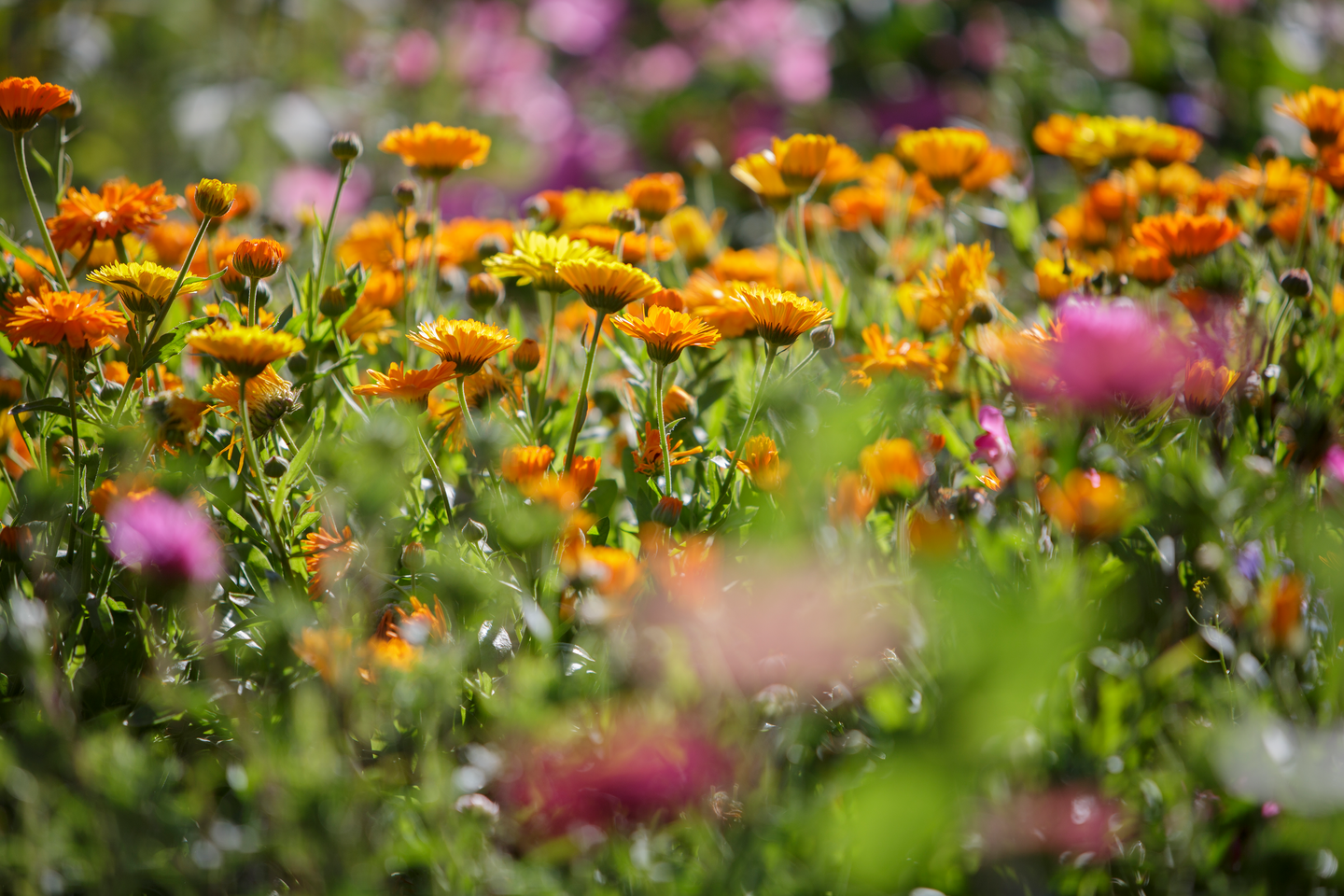 Kanankakka Kekkilä 20l