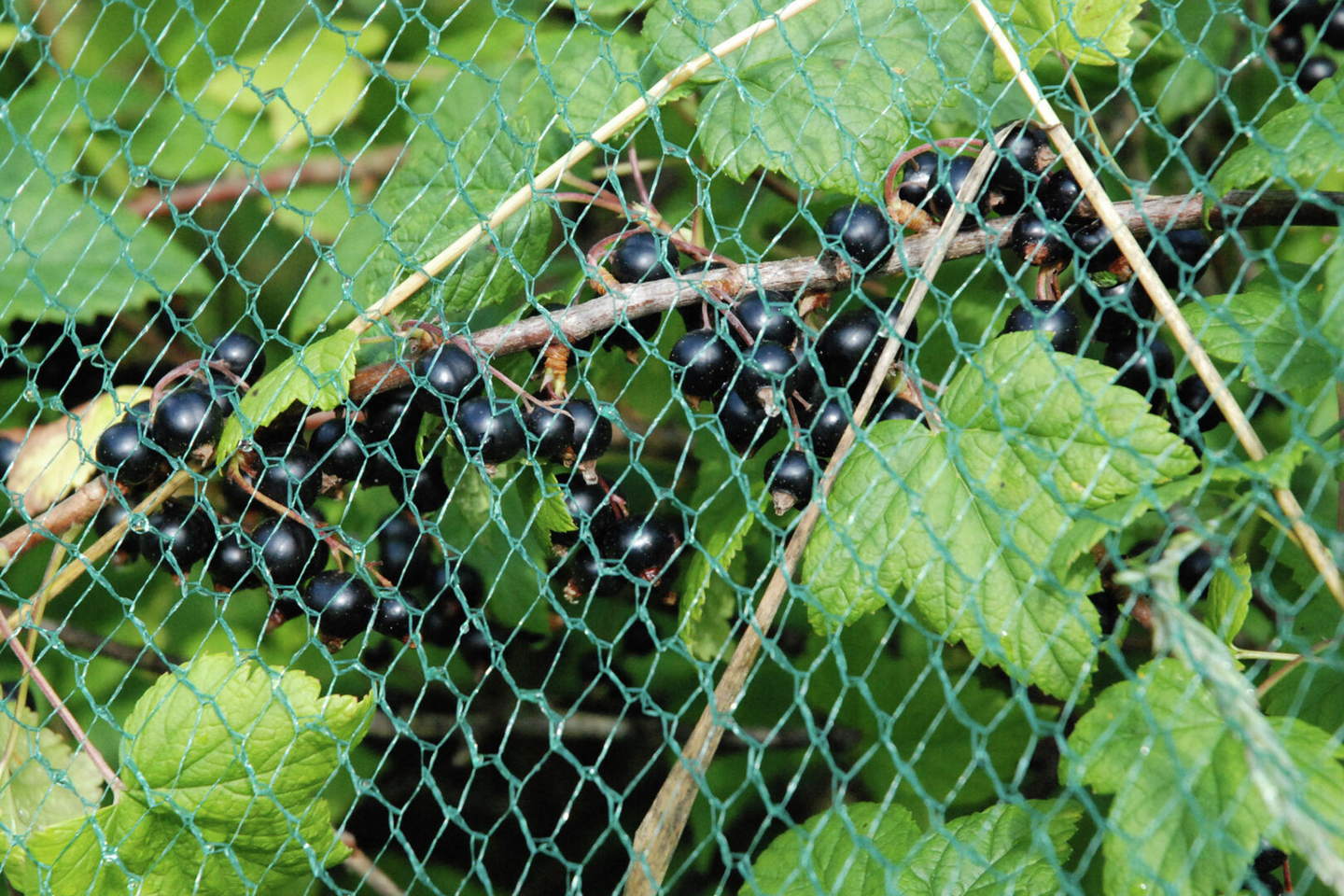 Rastasverkko Tarha 20m² 4x5m