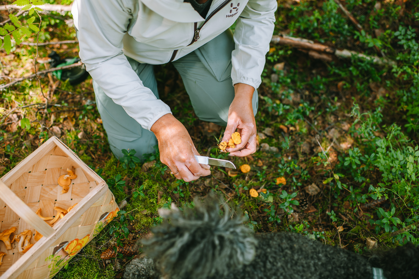 Pärekori Marjukka sieni