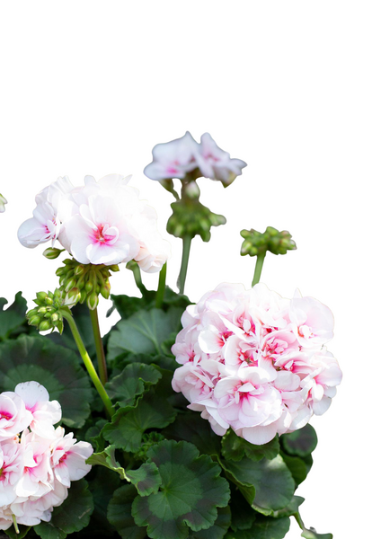 Vanhanajan pelargoni mix 13cm ruukku