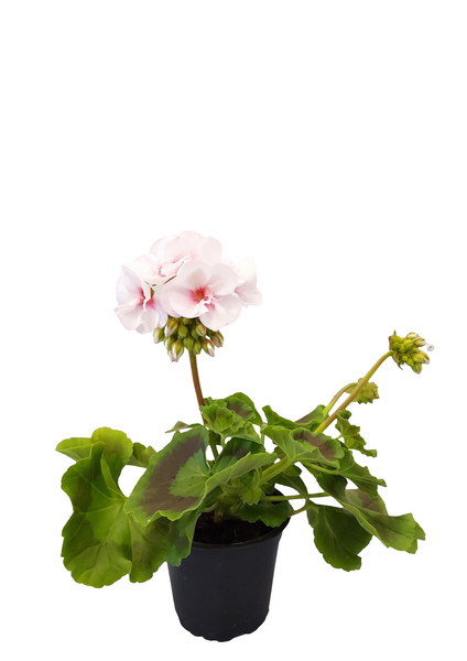 Vanhanajan pelargoni mix 13cm ruukku