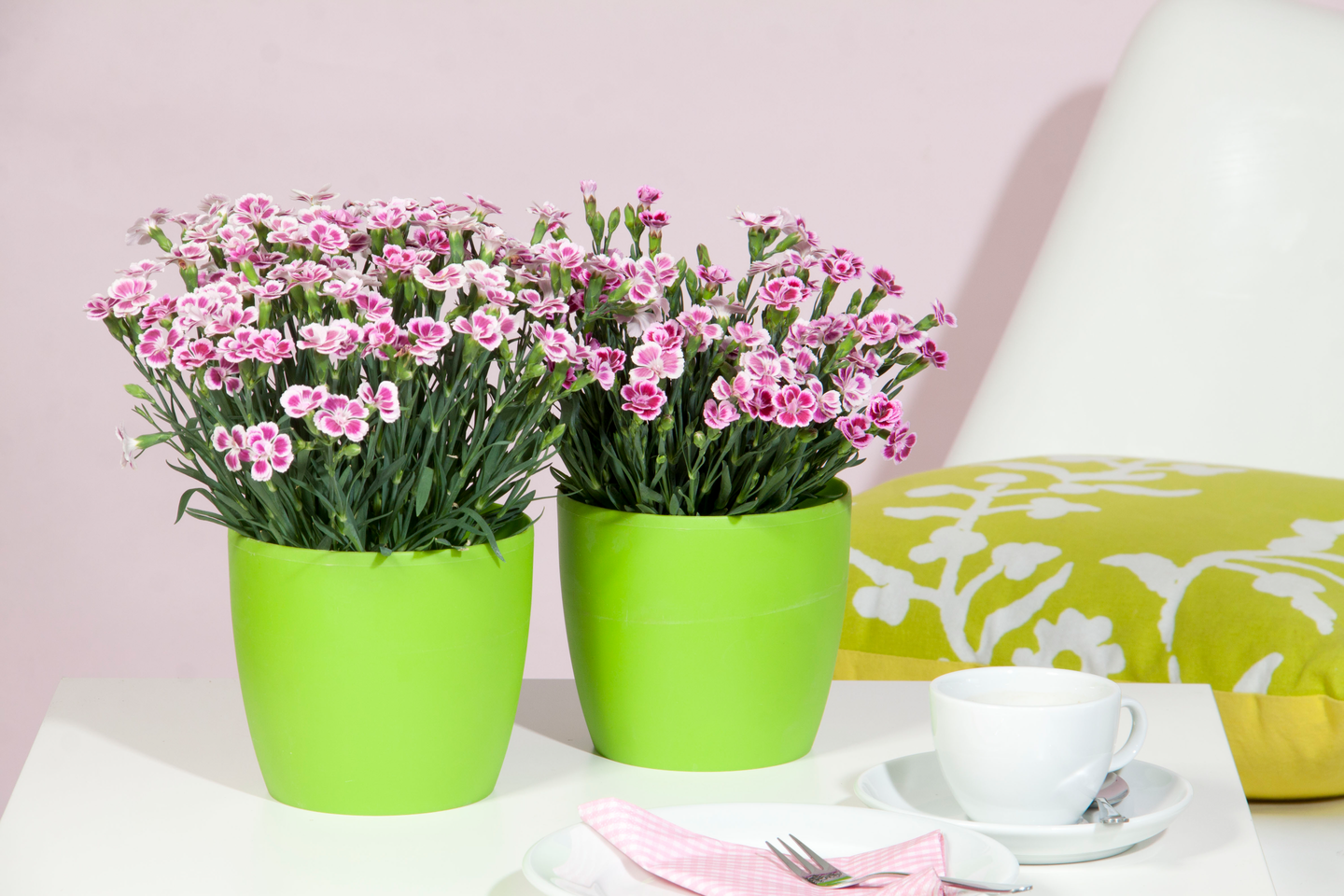 Neilikka Pink Kisses 12cm ruukku