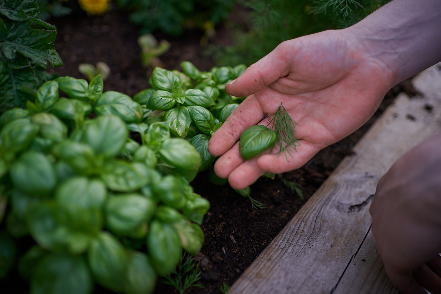 Yrttilajitelma 12cm ruukku