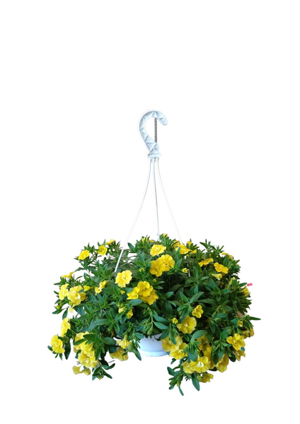 Miljoonakello amppelissa mix 23cm