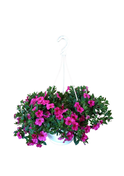 Miljoonakello amppelissa mix 23cm