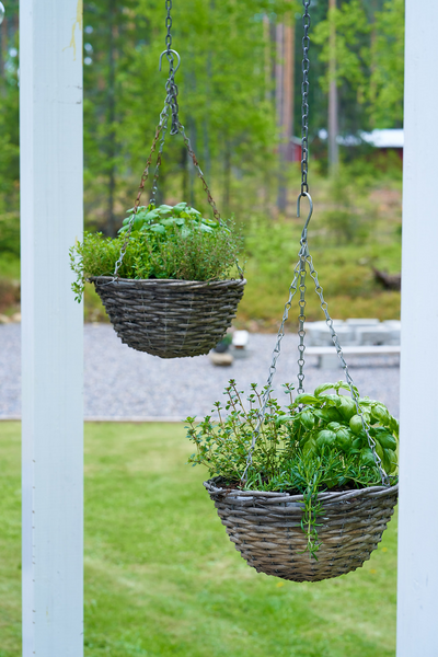 Yrttilajitelma 12cm ruukku