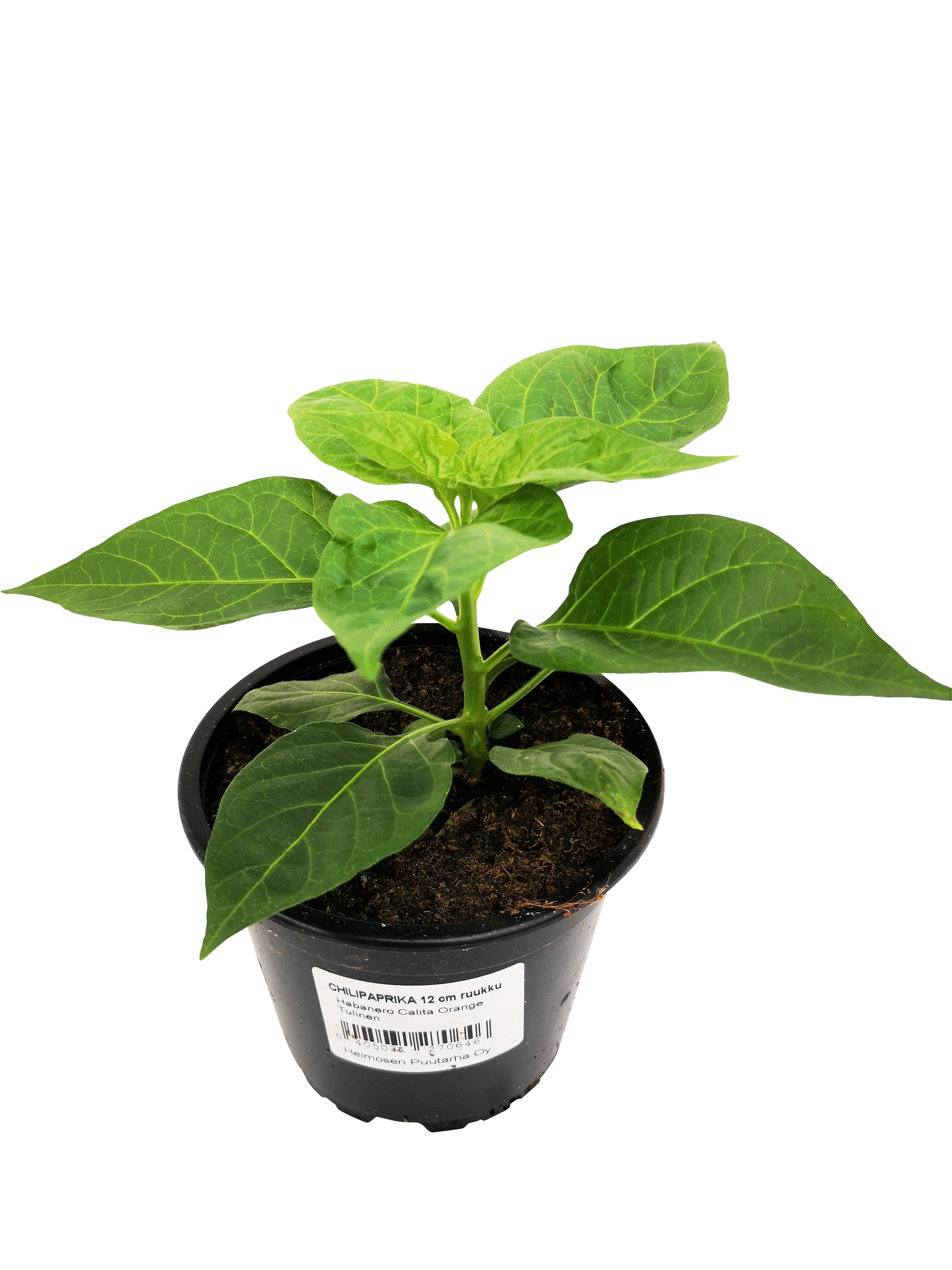 Chili lajitelma 12cm ruukku