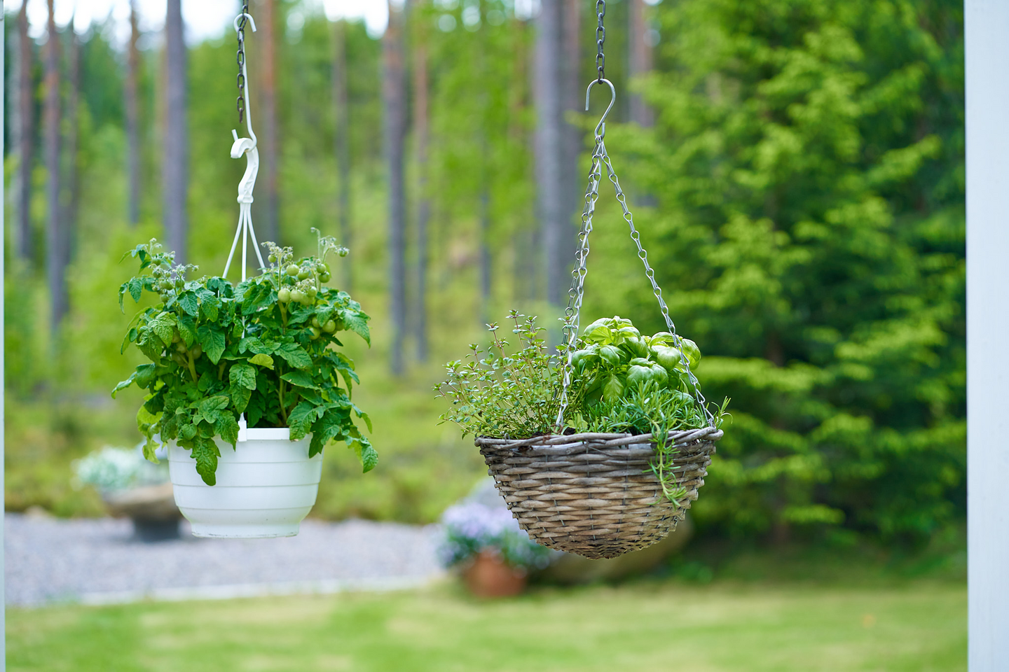 Tomaattiamppeli 23cm