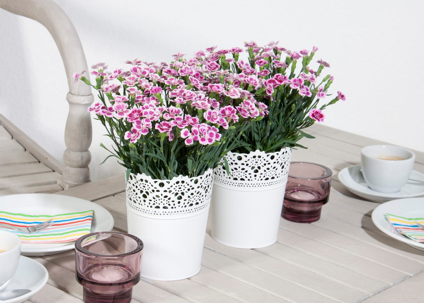 Neilikka Pink Kisses 12cm ruukku