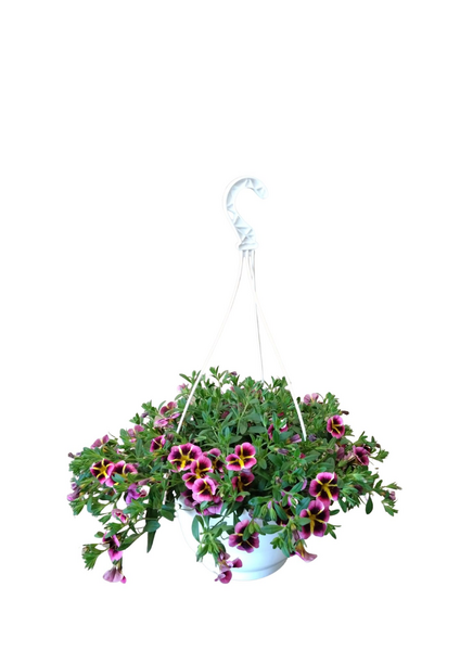 Miljoonakello amppelissa mix 23cm