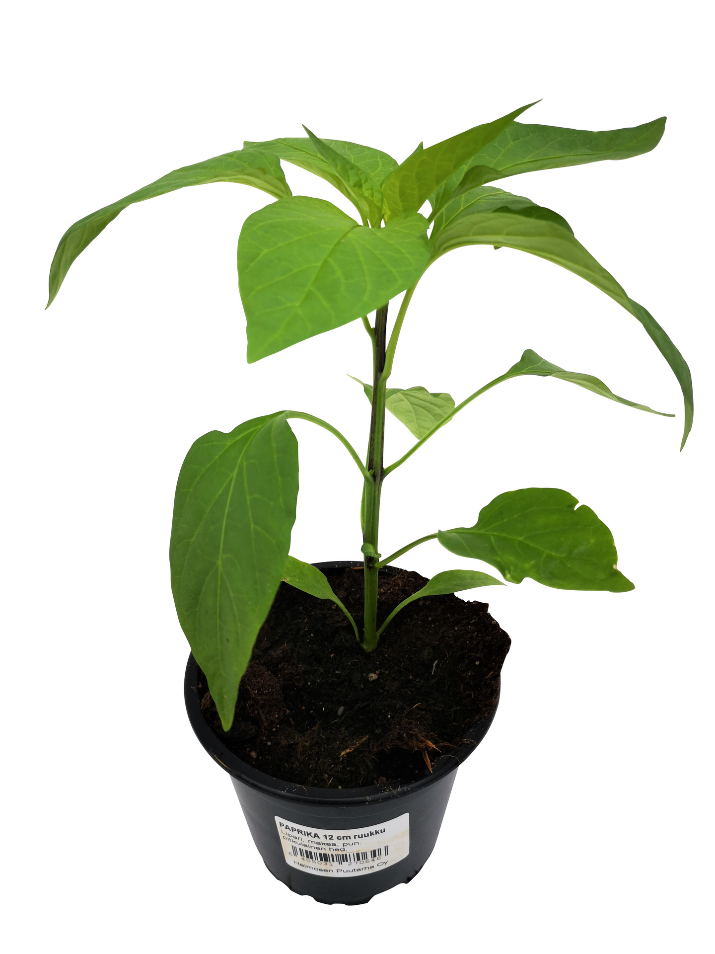 Paprika lajitelma 12cm ruukku