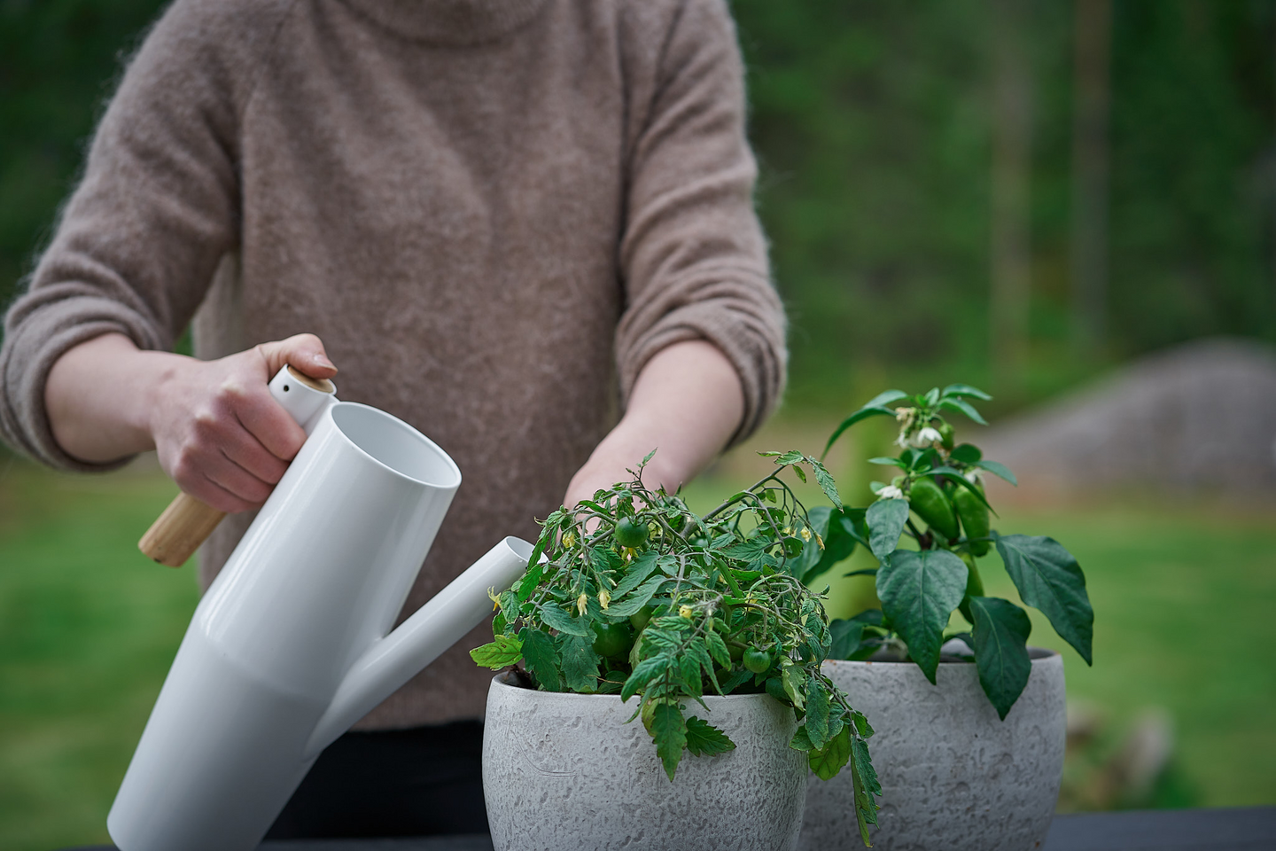 Tomaattilajitelma 12cm ruukku