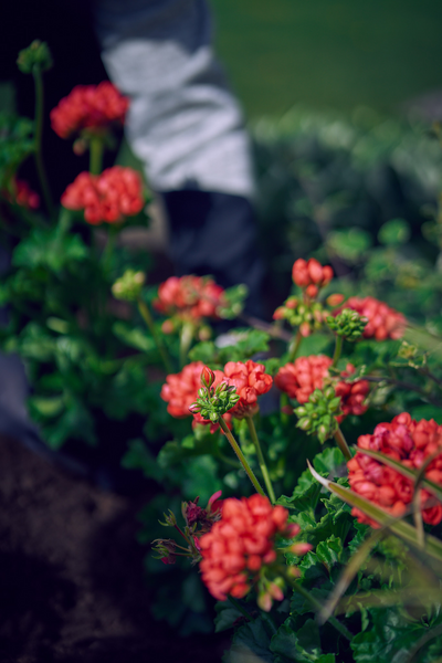 Vanhanajan pelargoni mix 13cm ruukku
