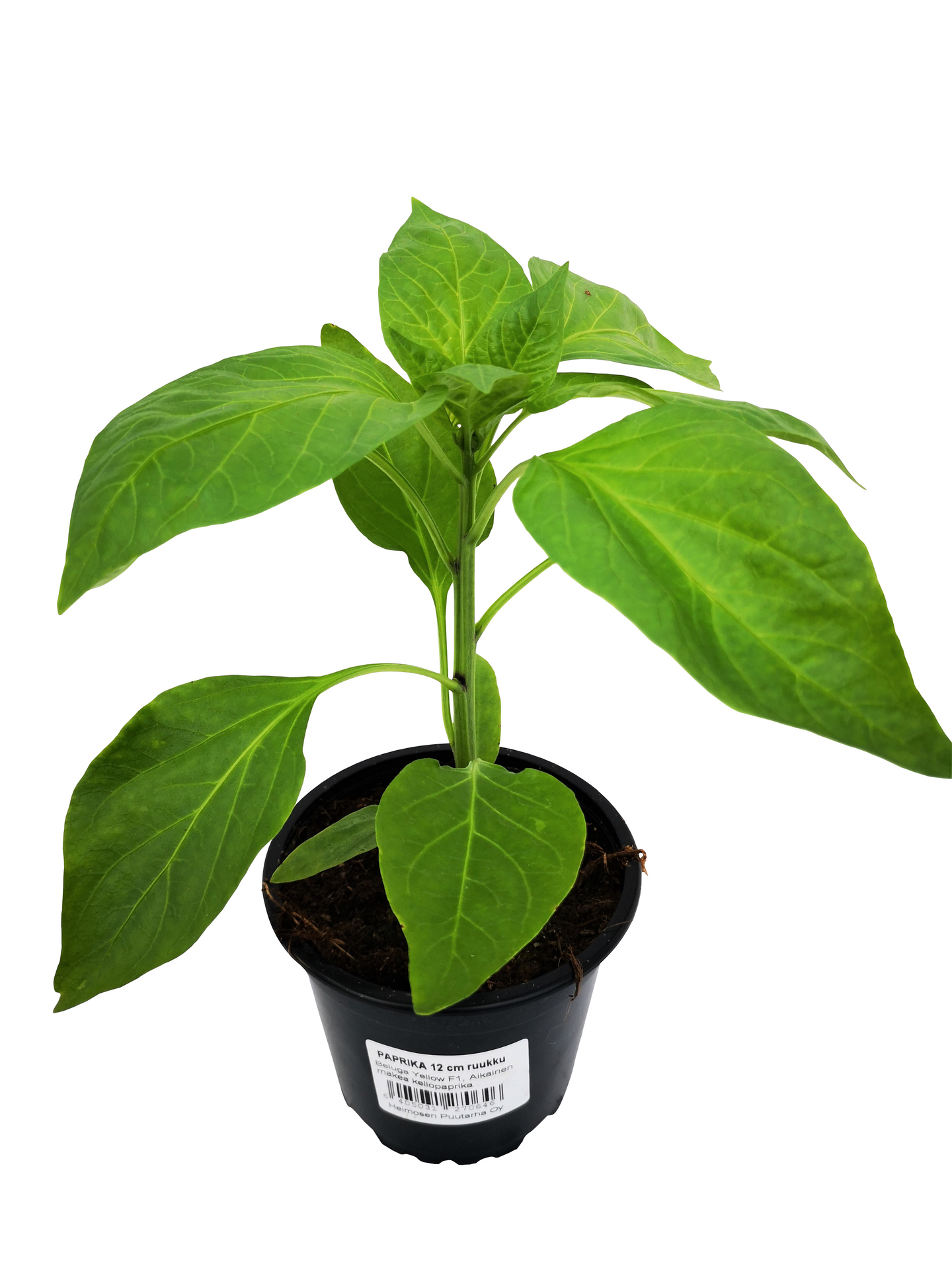 Paprika lajitelma 12cm ruukku