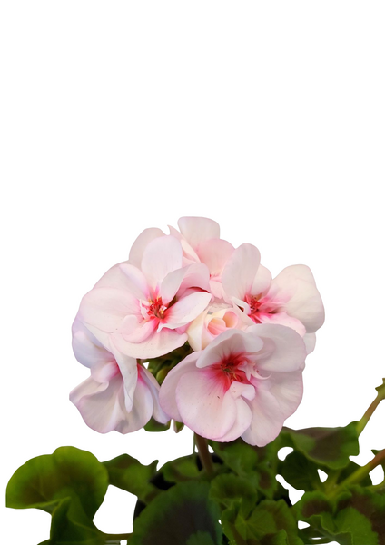 Vanhanajan pelargoni mix 13cm ruukku