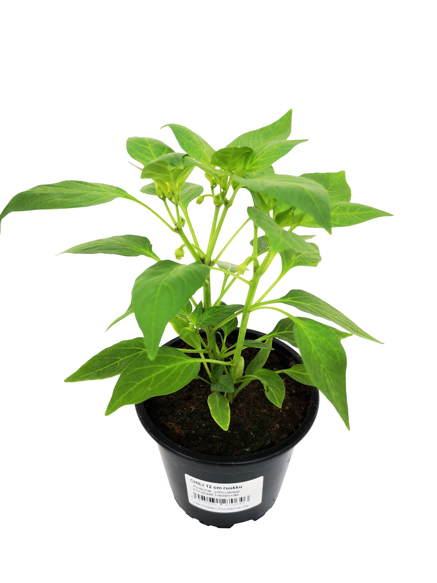 Chili lajitelma 12cm ruukku