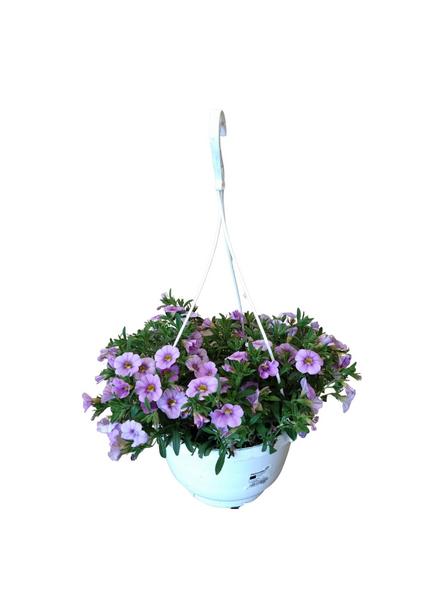 Miljoonakello amppelissa mix 23cm