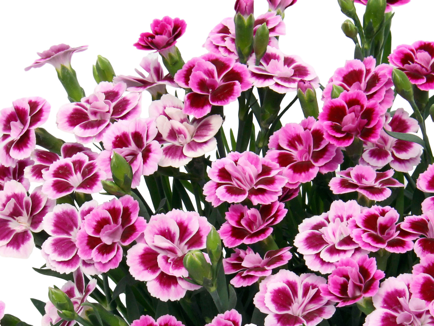 Neilikka Pink Kisses 12cm ruukku