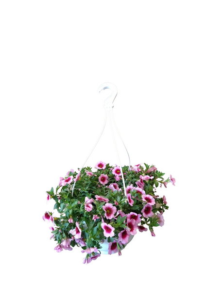 Miljoonakello amppelissa mix 23cm