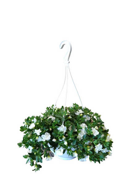 Miljoonakello amppelissa mix 23cm