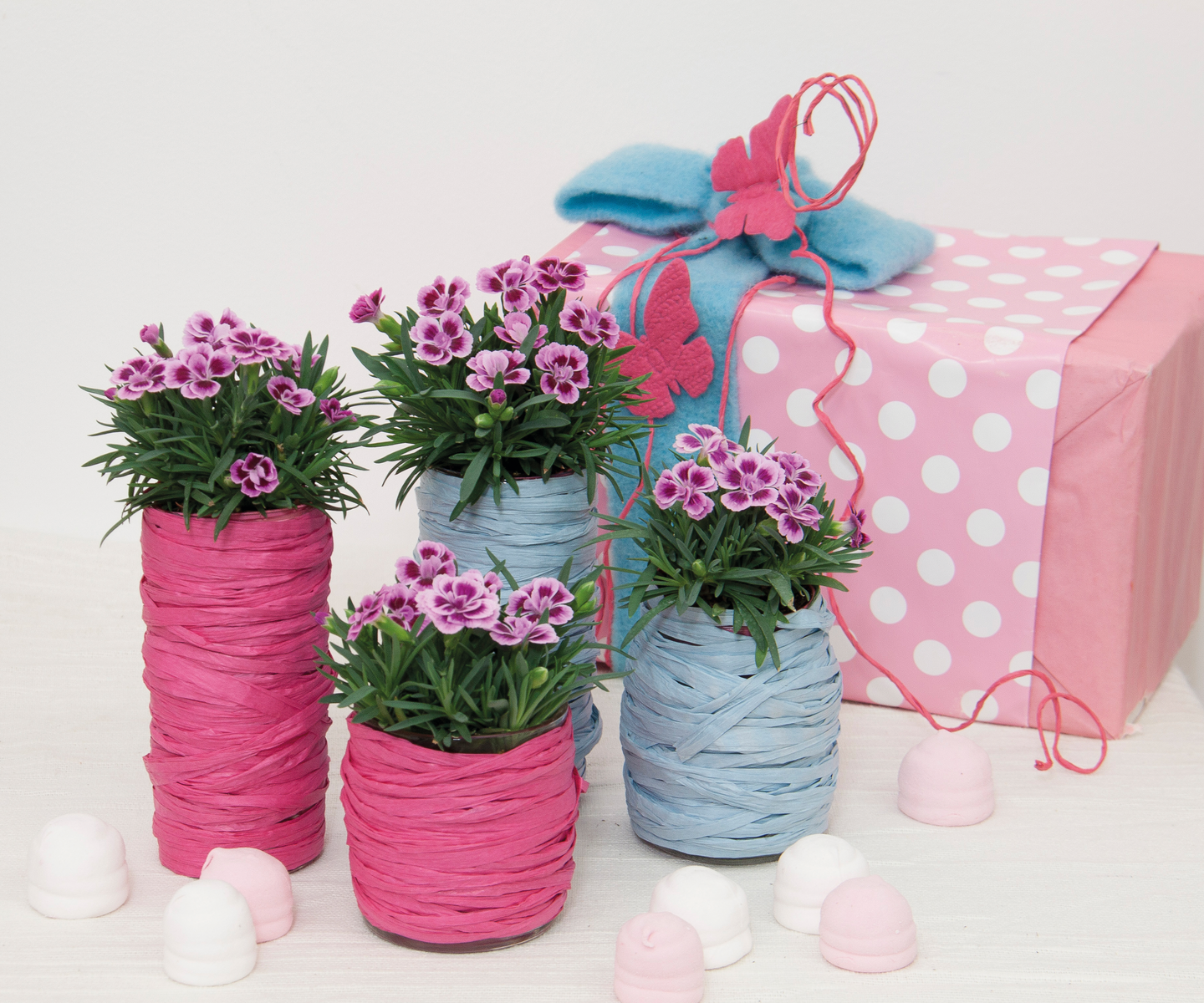 Neilikka Pink Kisses 12cm ruukku