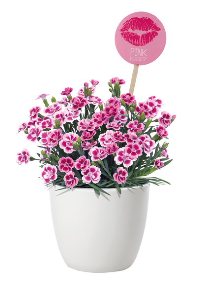 Neilikka Pink Kisses 12cm ruukku