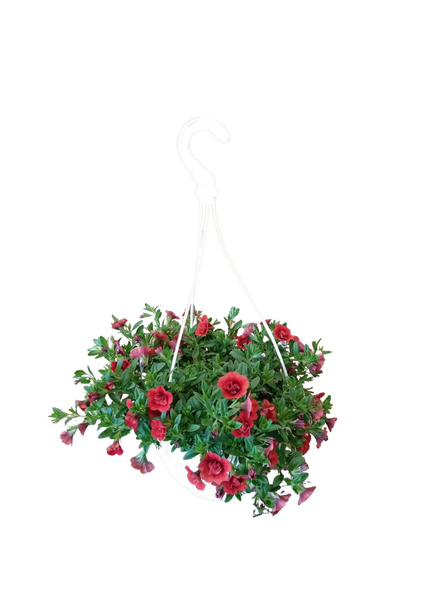 Miljoonakello amppelissa mix 23cm